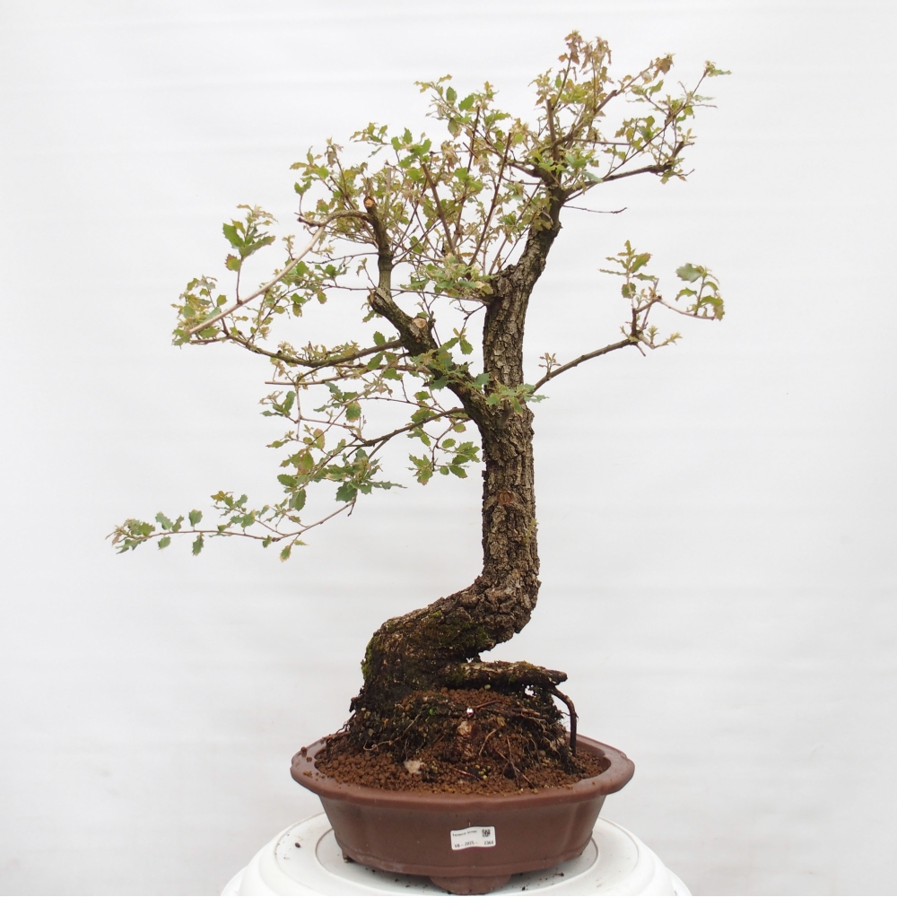 Yamadori - Quercus Ilex - Dąb ostrokrzewowy