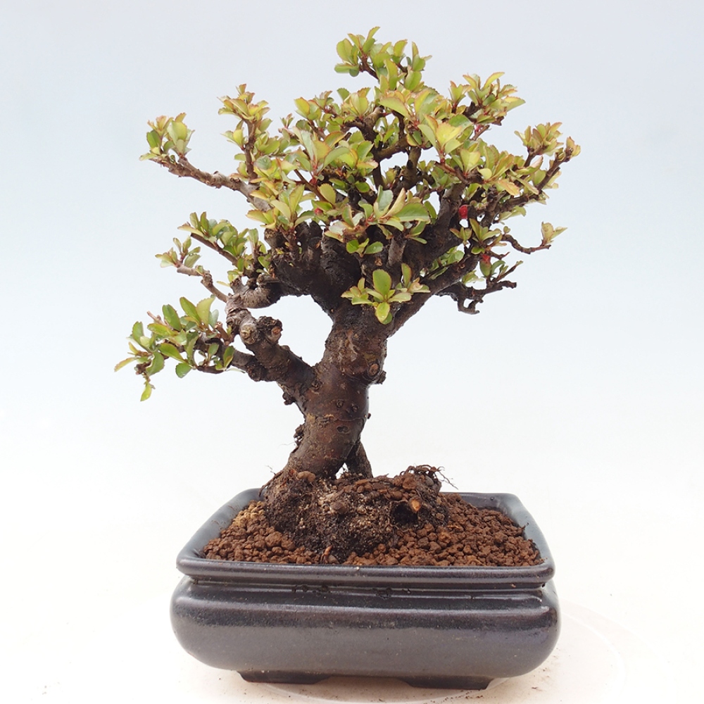 Bonsai zewnętrzne - Chaneomeles speciosa - Pigwa