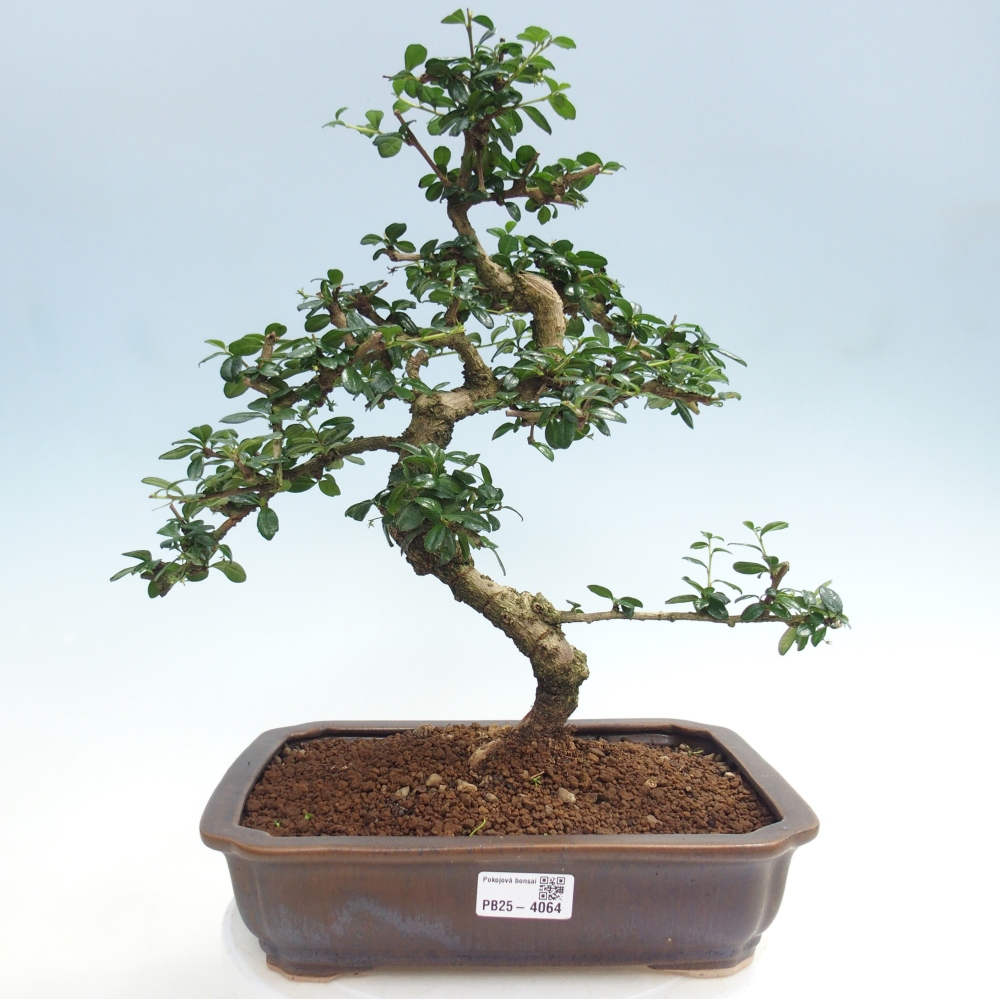 Bonsai pokojowe - Carmona macrophylla - Tea fuki