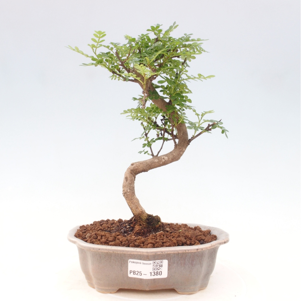 Kryty bonsai - Zantoxylum piperitum - Mięta pieprzowa