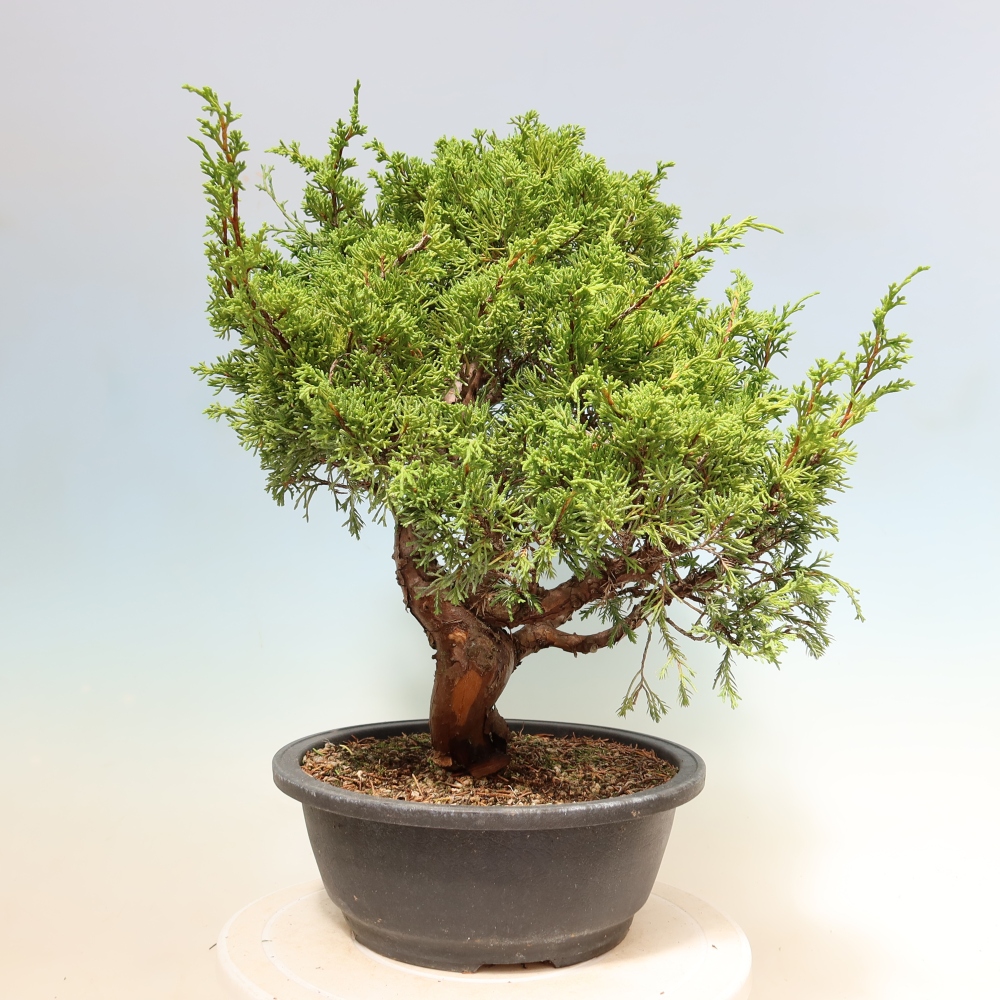 Bonsai ogrodowe – Juniperus chinensis Itoigawa – jałowiec chiński