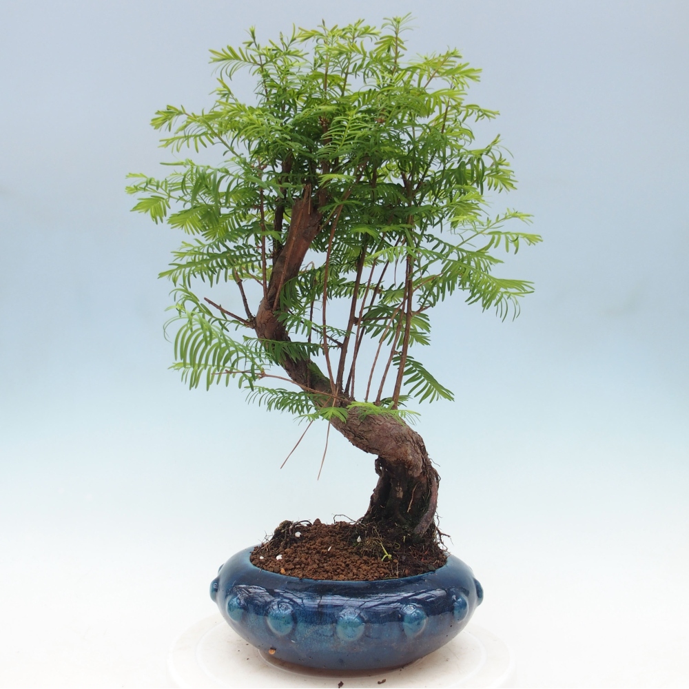 Outdoor bonsai - Metasequoia glyptostroboides - chińskie metasekvoje