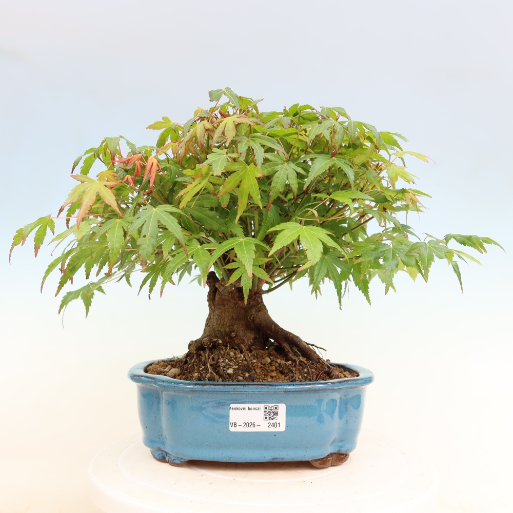 Outdoor bonsai - Klon burgeryjski - Acer burgerianum