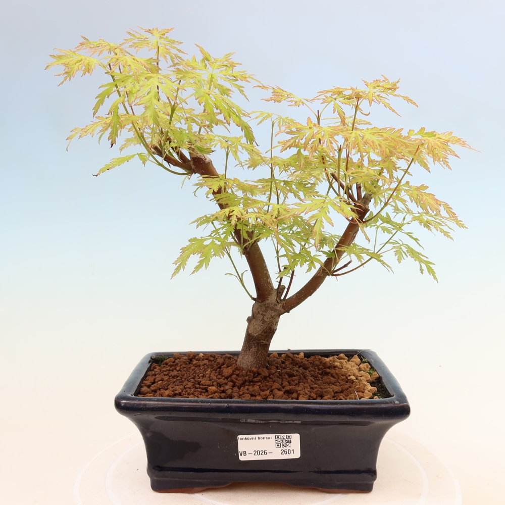 Bonsai ogrodowe – Acer palmatum Dissectum – klon palmowy 