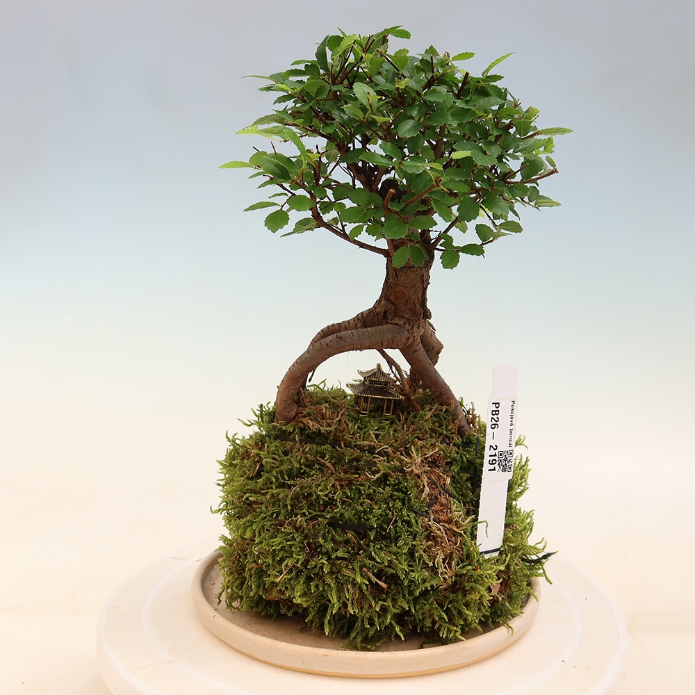 Kokedama z podstawką – Ulmus parvifolia – wiąz drobnolistny