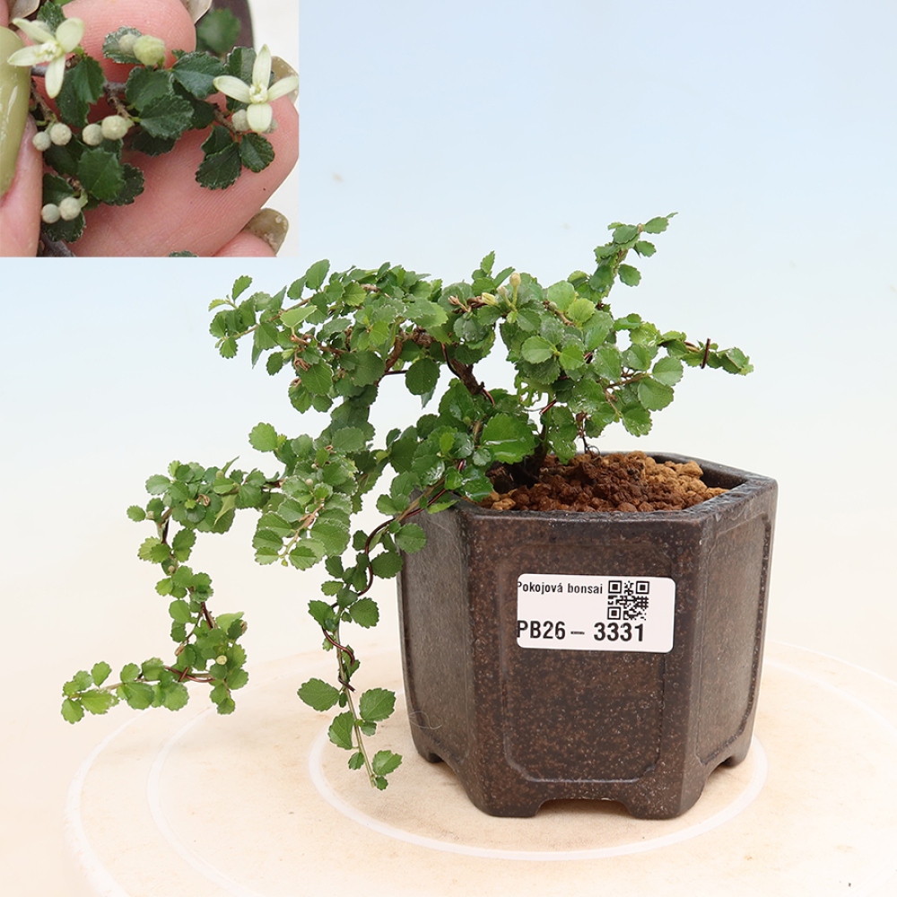 Pokój bonsai - Grewia sp. - Grewia malafolia