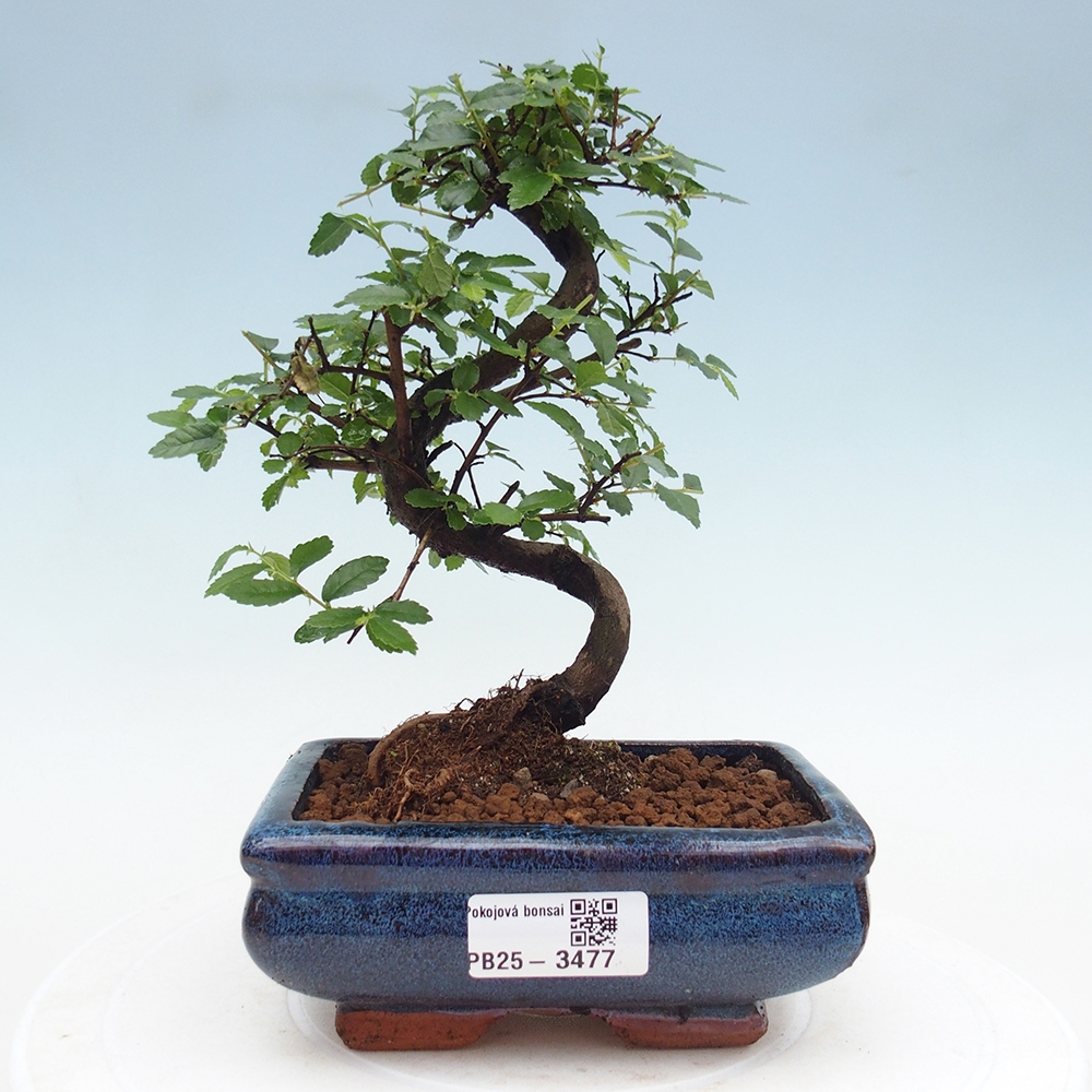 Pokój bonsai - Ulmus parvifolia - Wiąz drobnolistny