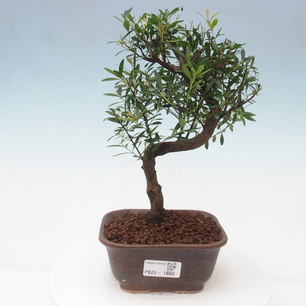 Pokój bonsai - Syzygium - Pimentovník