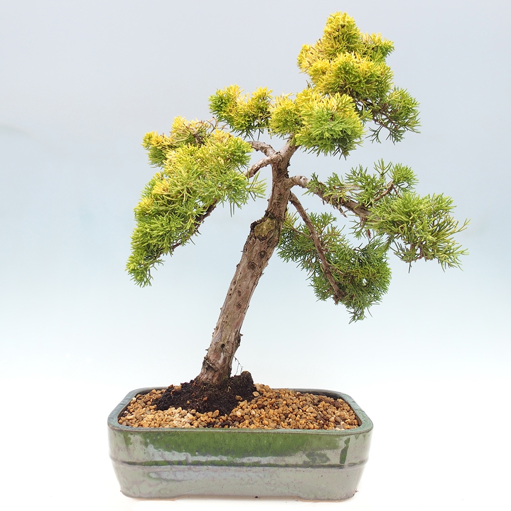 Bonsai plenerowe - Juniperus chinensis plumosa aurea - chiński jałowiec złoty