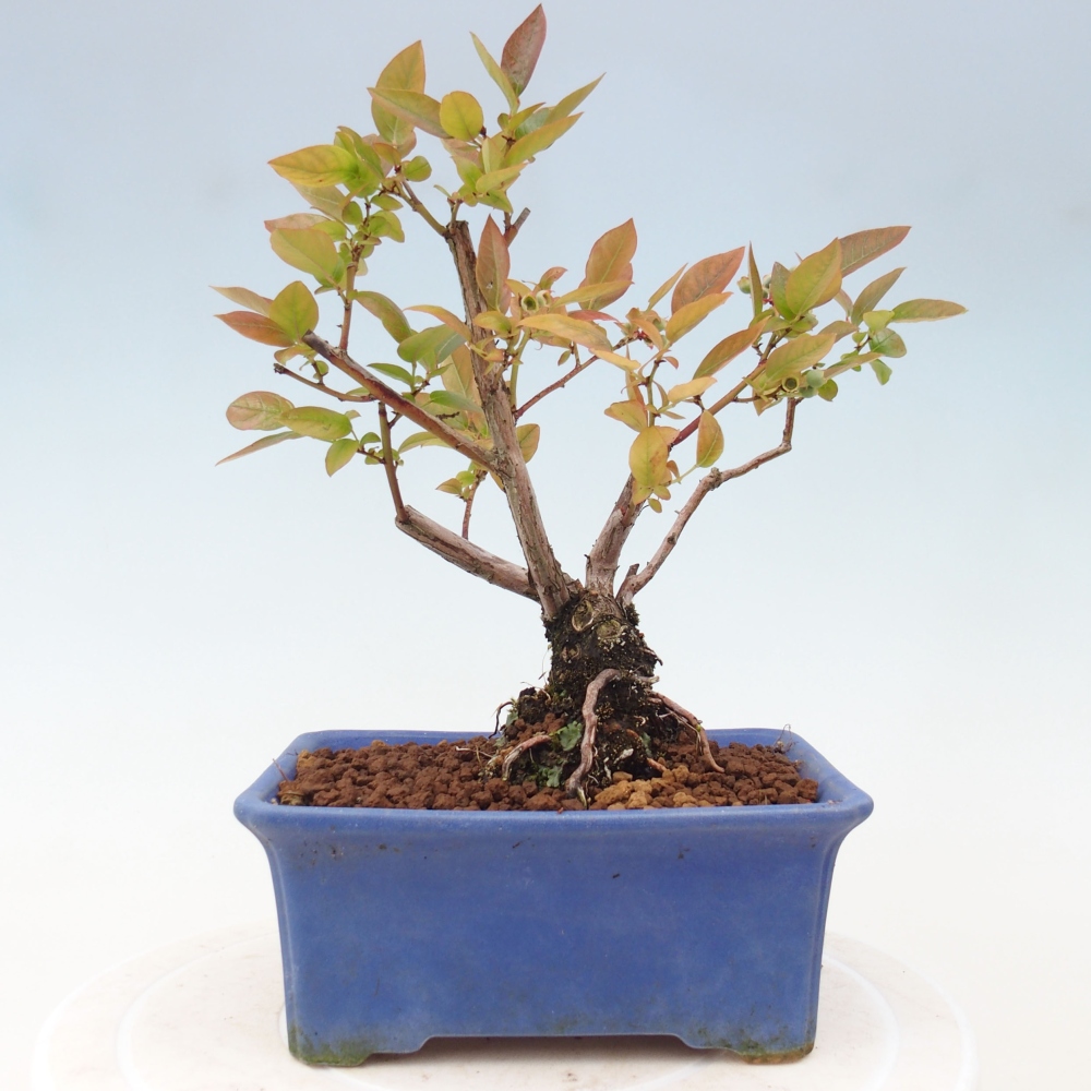 Bonsai Outdoor - Borówka kanadyjska - Vaccinium corymbosum