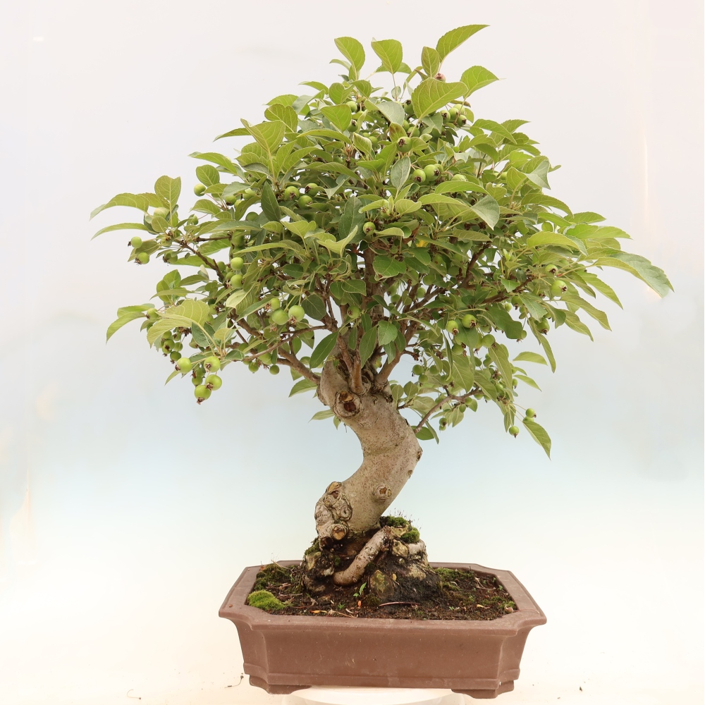 Bonsai plenerowe - Malus Halliana - Jabłoń drobnoowocowa