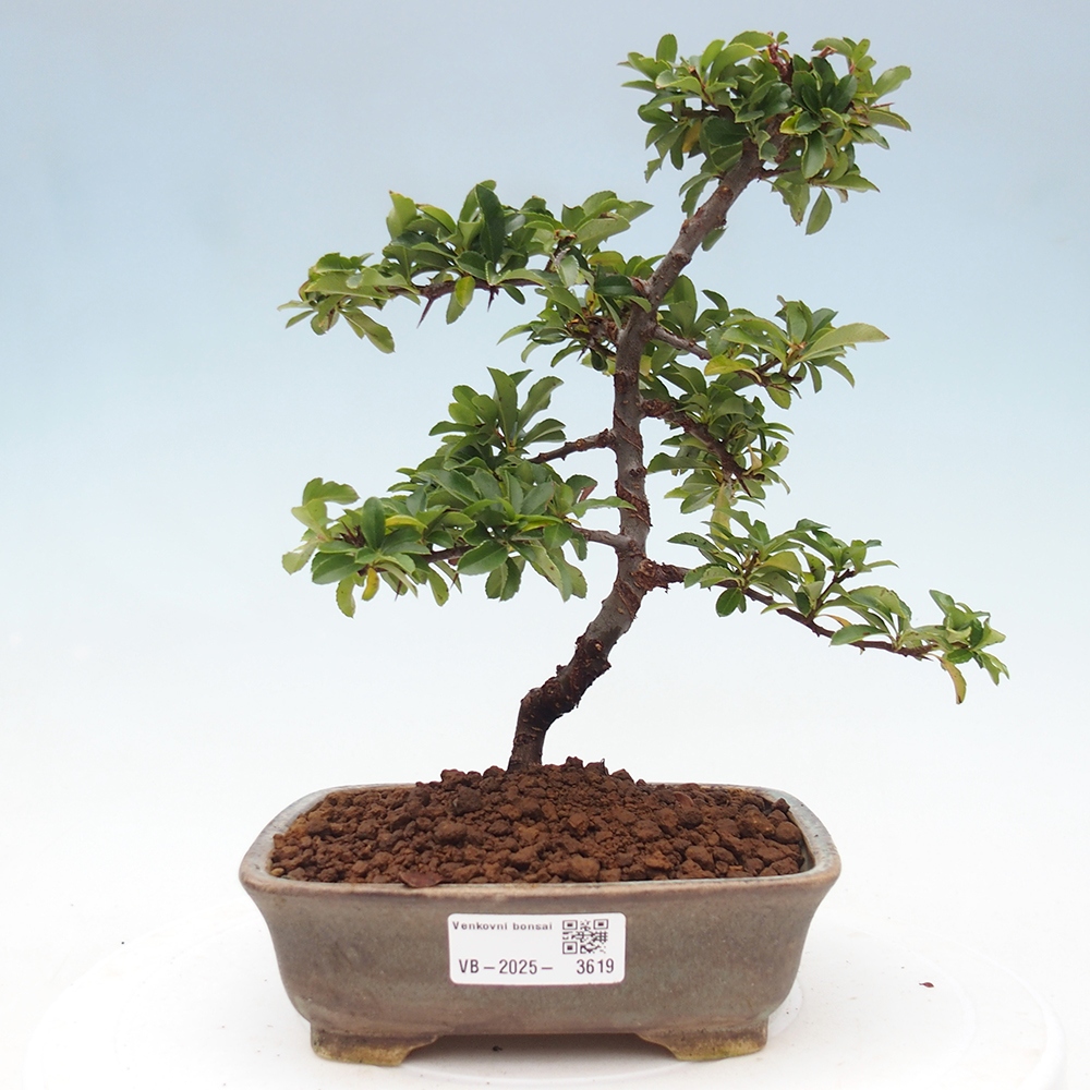 Outdoor bonsai-Pyracantha Teton -Hlox