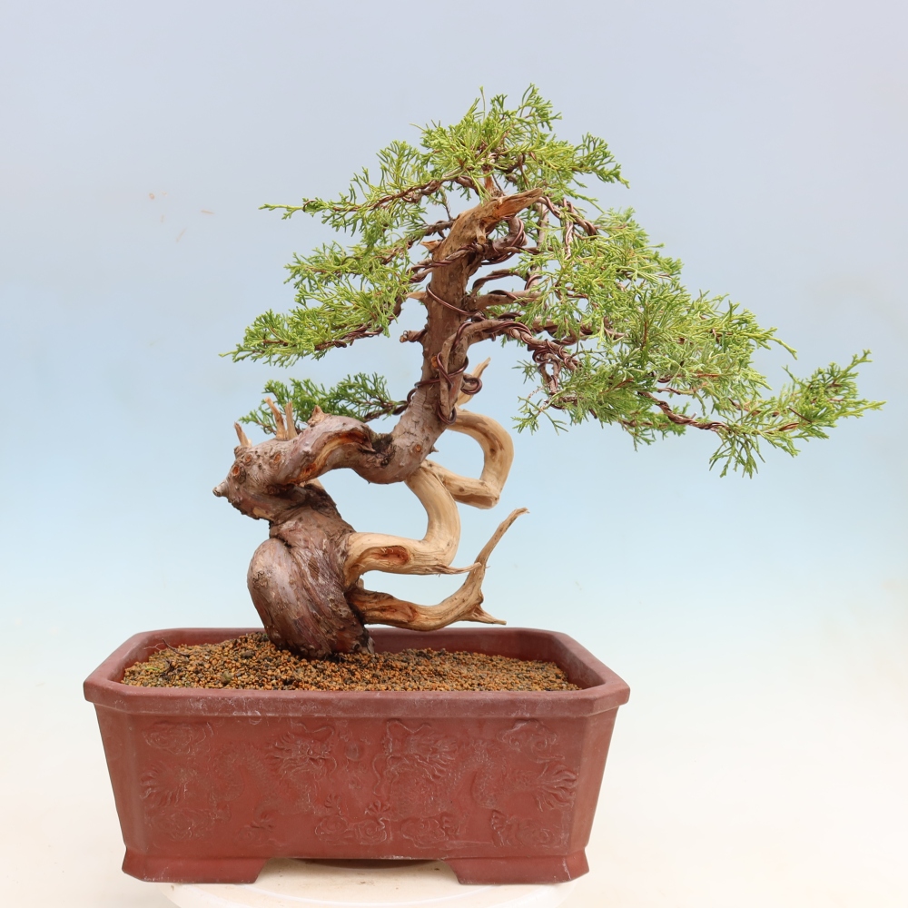 Bonsai ogrodowe – Juniperus chinensis Itoigawa – jałowiec chiński