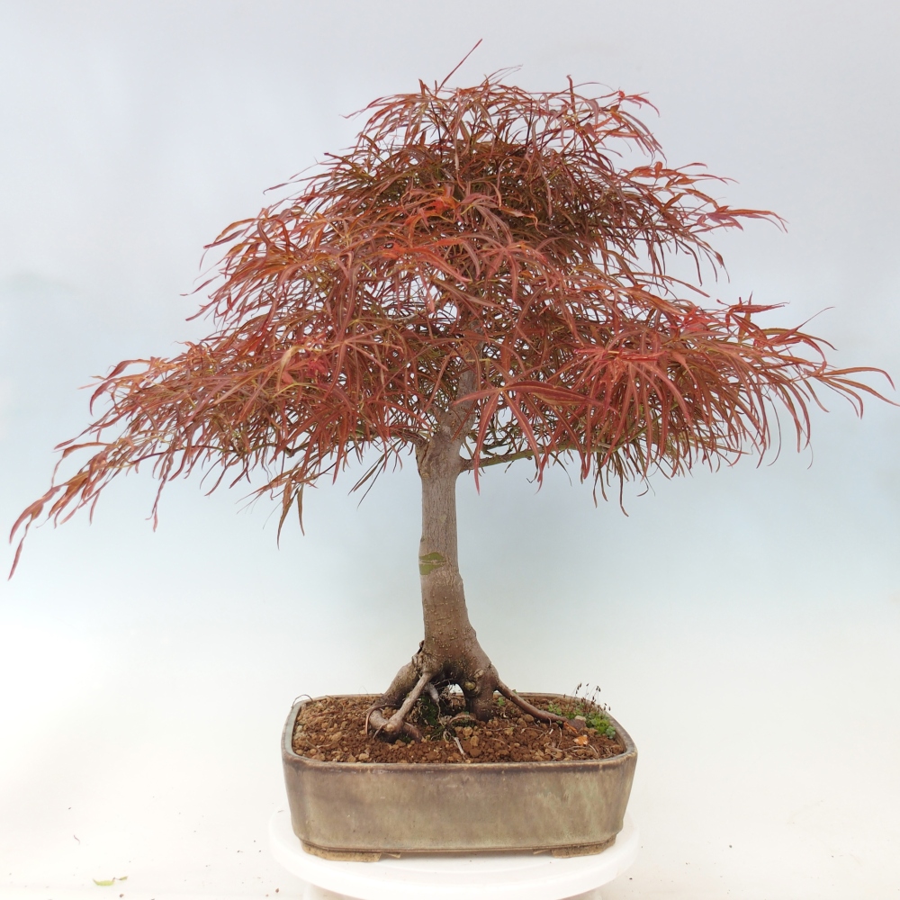Bonsai zewnętrzne - Acer palmatum RED PYGMY