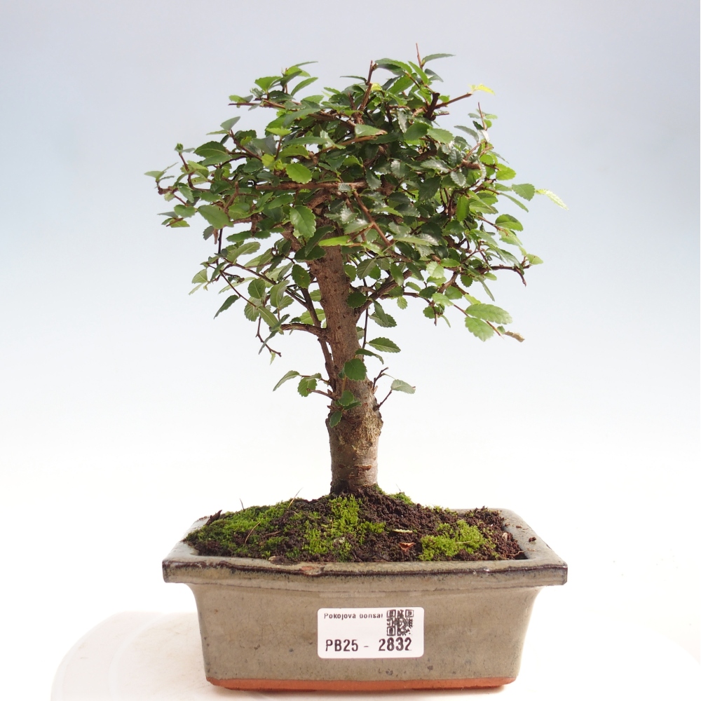 Kryty bonsai - Ulmus parvifolia - Wiąz drobnolistny
