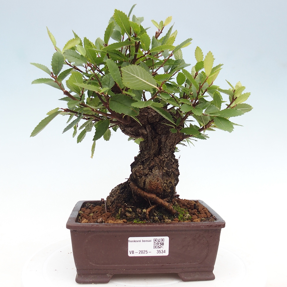 Bonsai na zewnątrz - Zelkova - Zelkova serrata