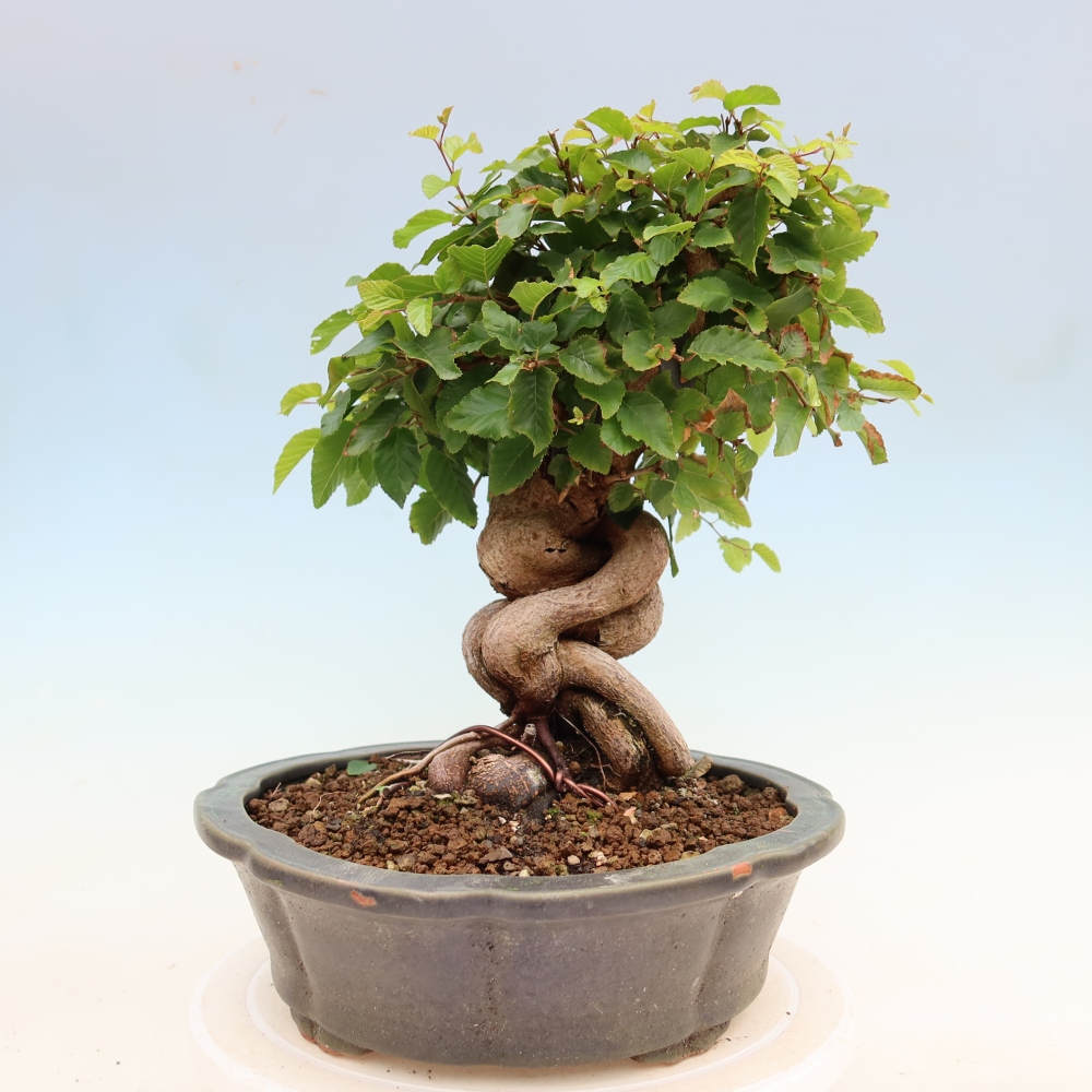 Outdoor bonsai - Carpinus coreana - grab koreański
