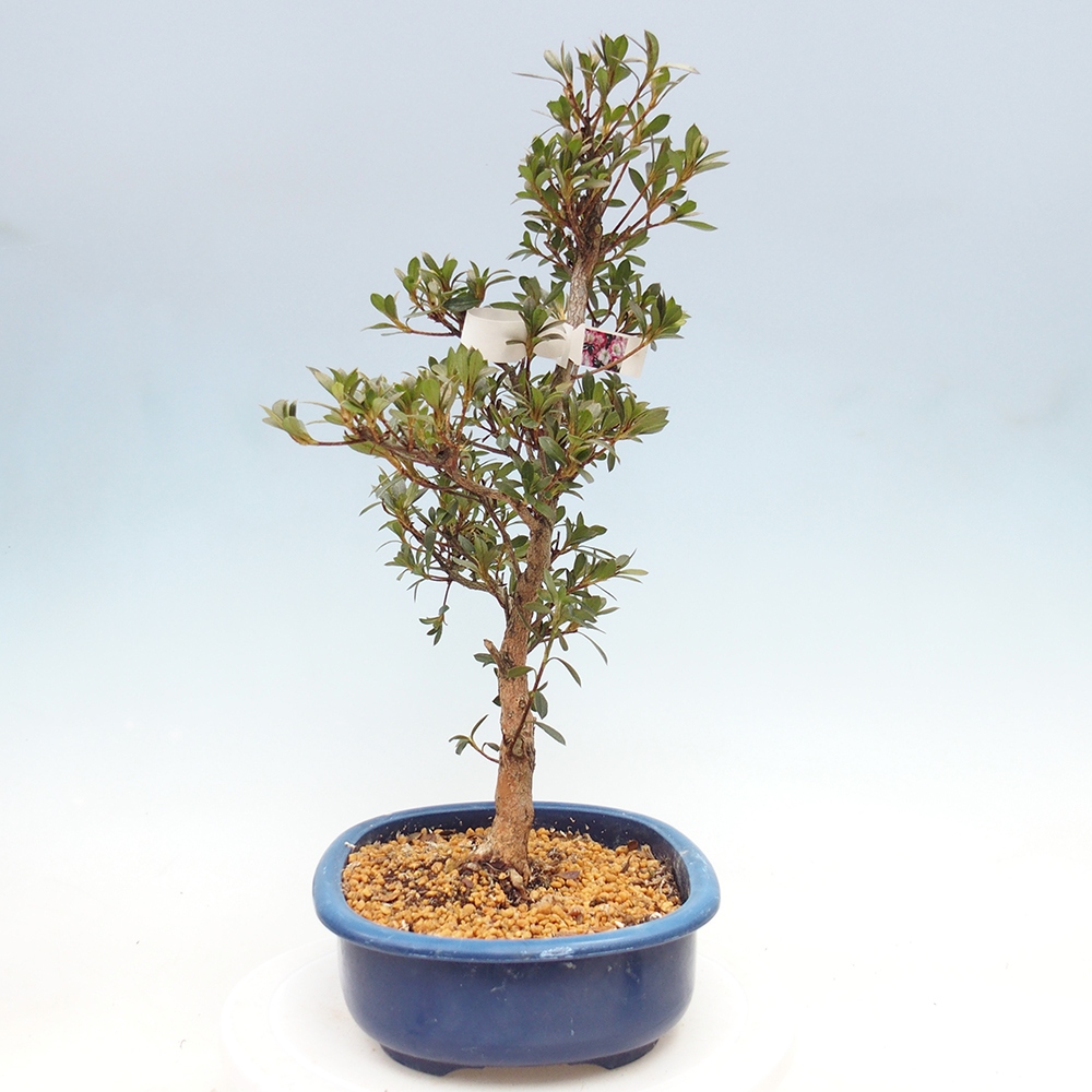 Bonsai zewnętrzne - Azalia japońska - Azalia Reiko
