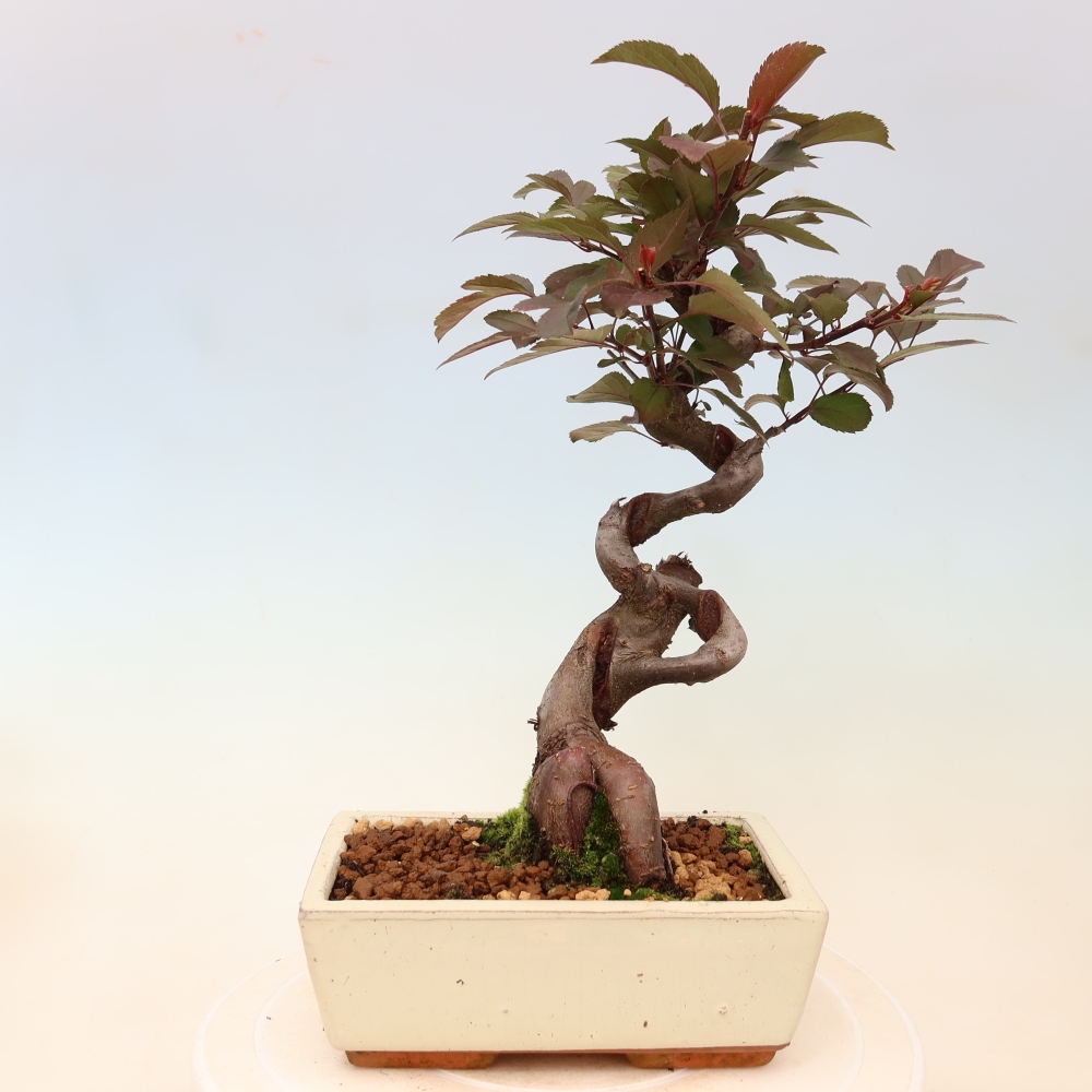 Outdoor bonsai - Malus domestica - Jabłoń czerwonolistna o małych owocach