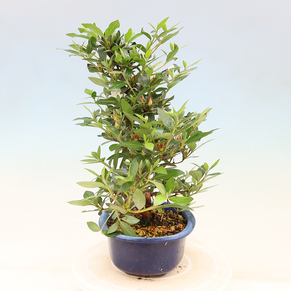 Bonsai zewnętrzne - Azalia japońska - Azalia Shinsei
