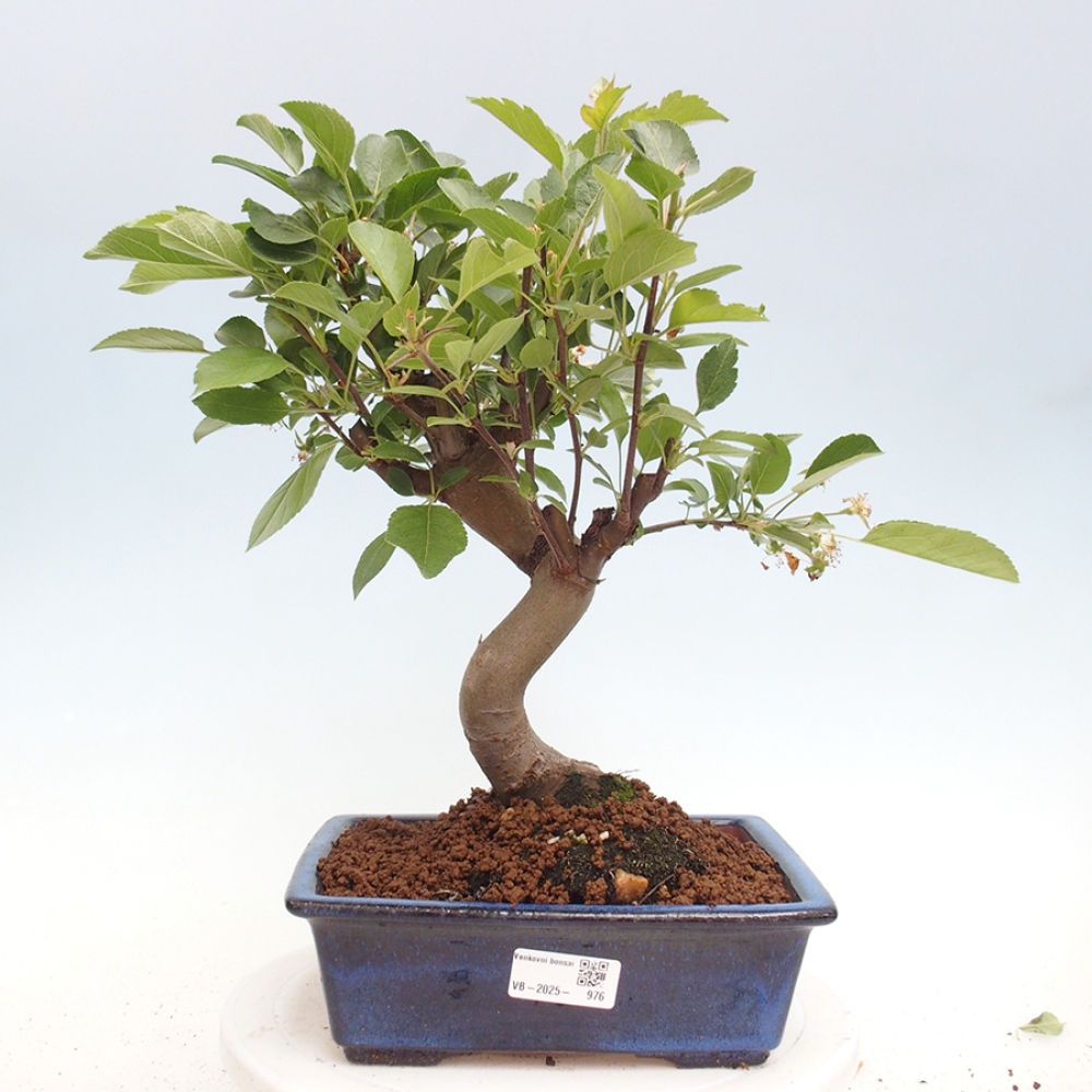 Bonsai plenerowe - Malus Halliana - Jabłoń drobnoowocowa