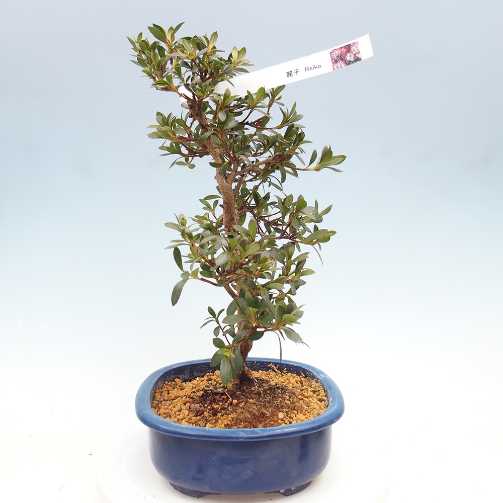 Bonsai zewnętrzne - Azalia japońska - Azalia Reiko