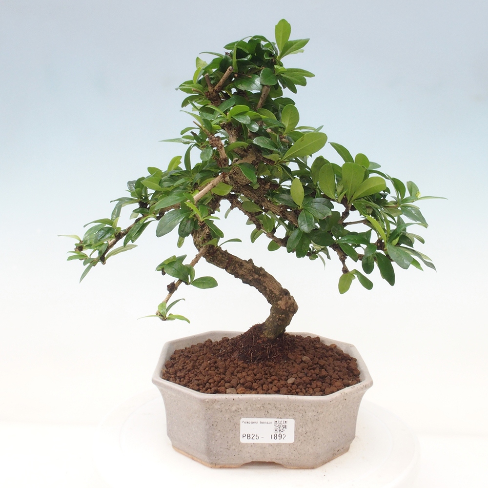 Pokój bonsai - Carmona macrophylla - Tea fuki