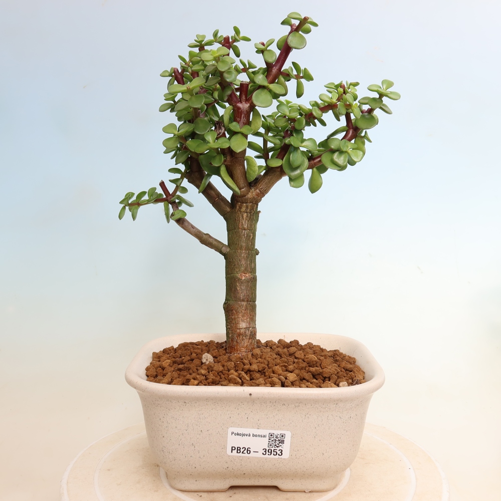 Pokój bonsai - Portulakaria Afra - Tlustice