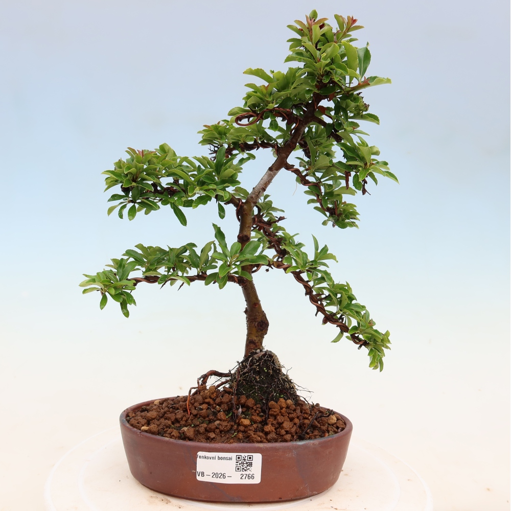 Bonsai ogrodowe – Pyracantha teton – ognik szkarłatny