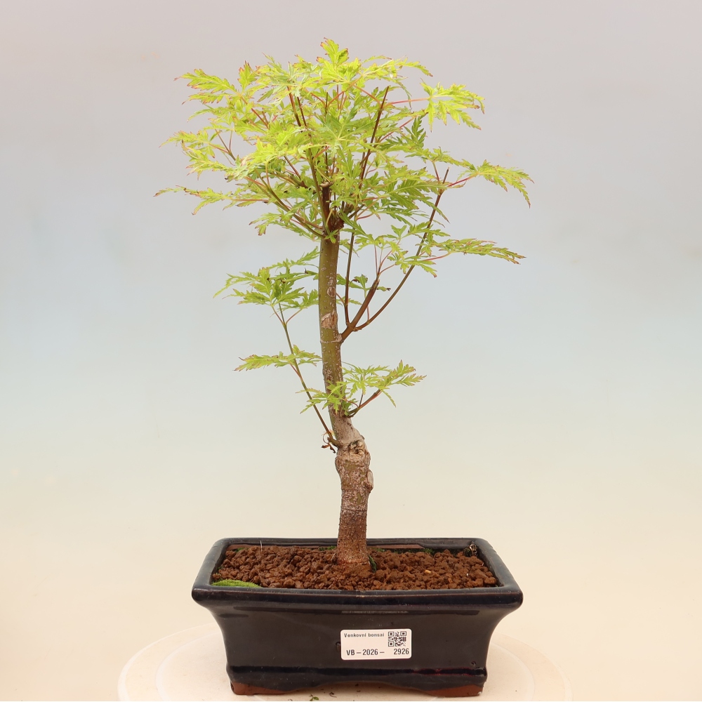 Bonsai ogrodowe – Acer palmatum Dissectum – klon palmowy 