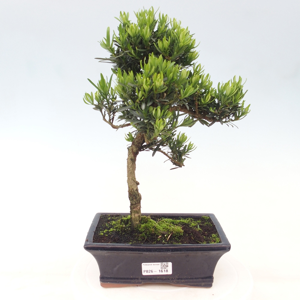 Pokój bonsai - Podocarpus - Kamienny cis