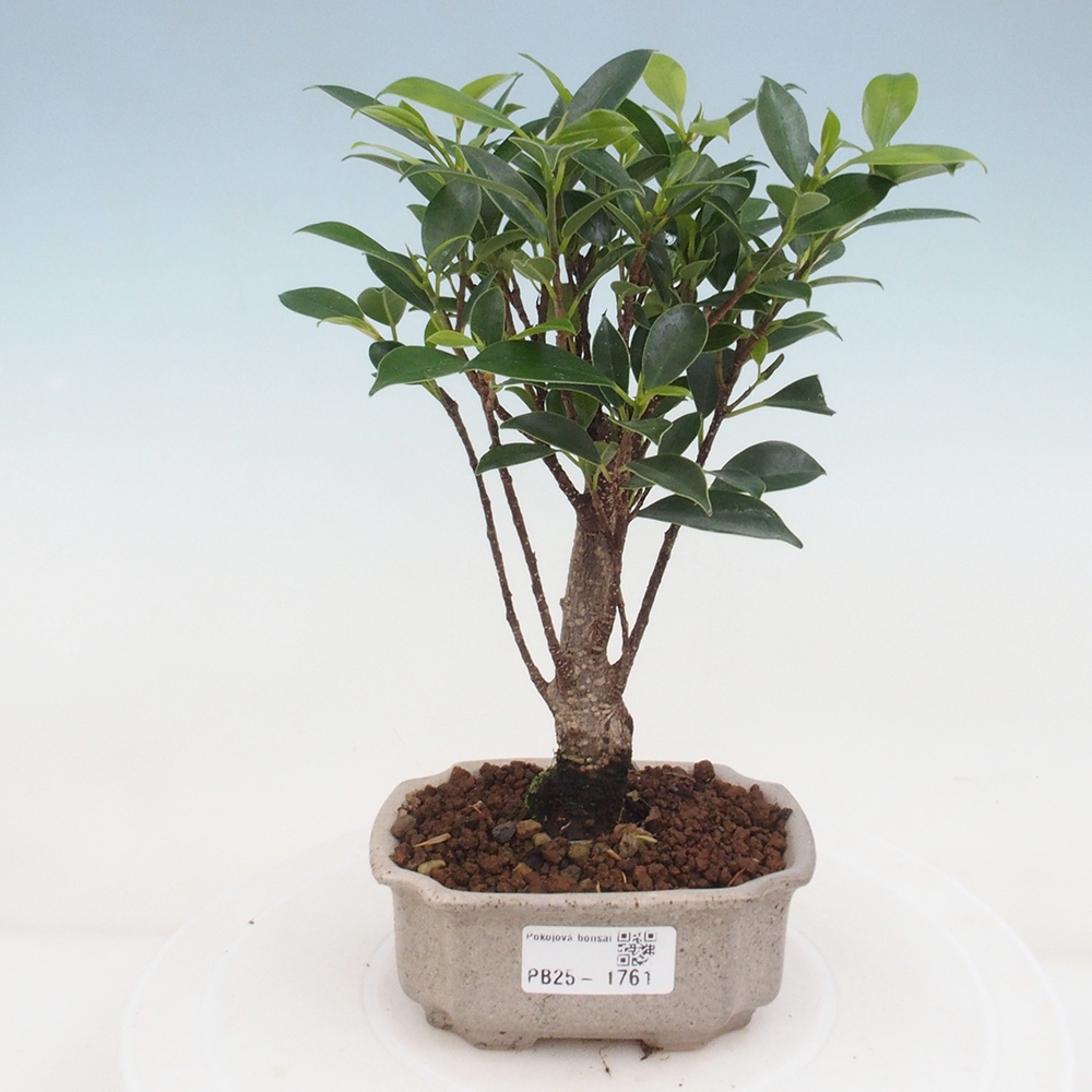 Pokojová bonsai - Ficus retusa - malolistý fíkus