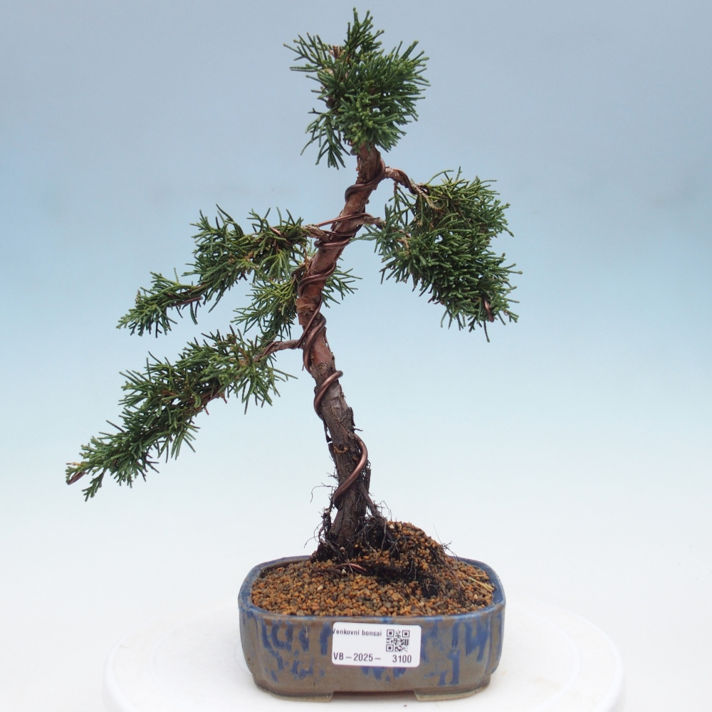Bonsai zewnętrzne - Juniperus chinensis Kishu - Jałowiec chiński