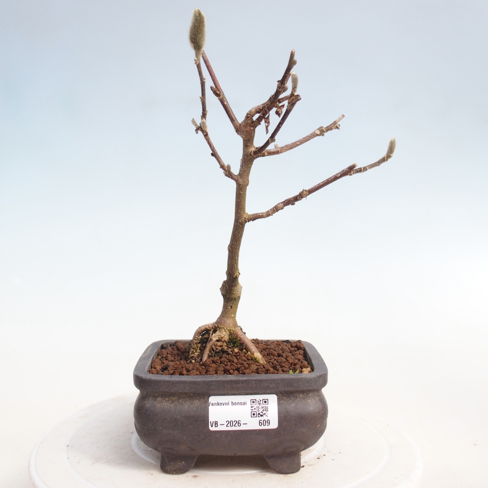 Bonsai na zewnątrz - Magnolia stellata