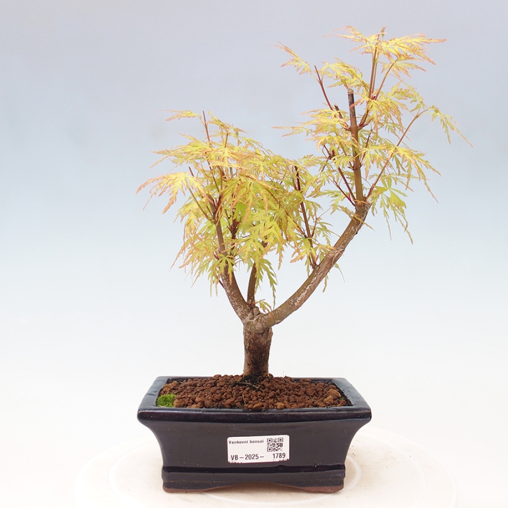 Outdoor bonsai - Acer palmatum Dissectum - Klon japoński 