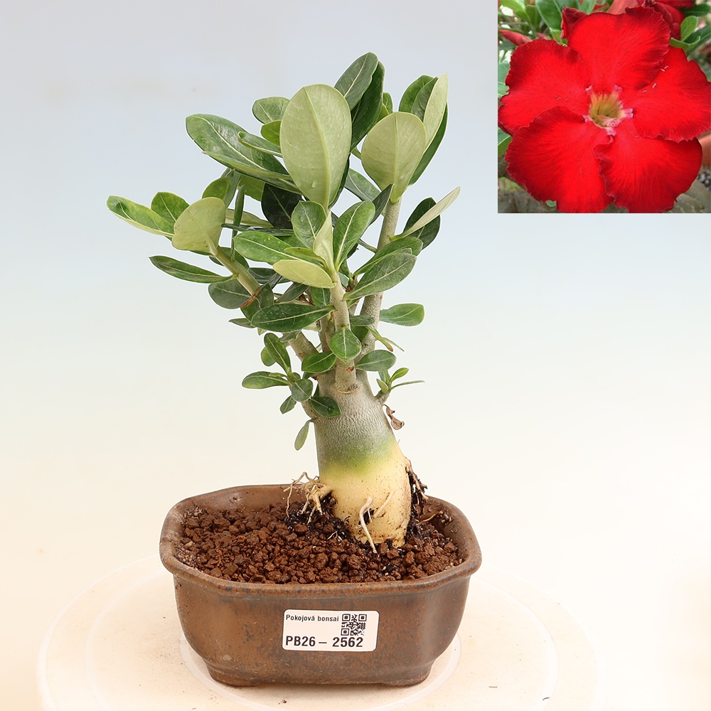 Bonsai pokojowe – Adenium obesum Red Star – Róża pustynna