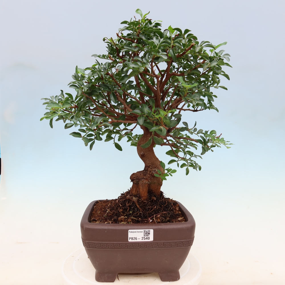 Bonsai pokojowe – Pistacia Lentiscus – Pistacja