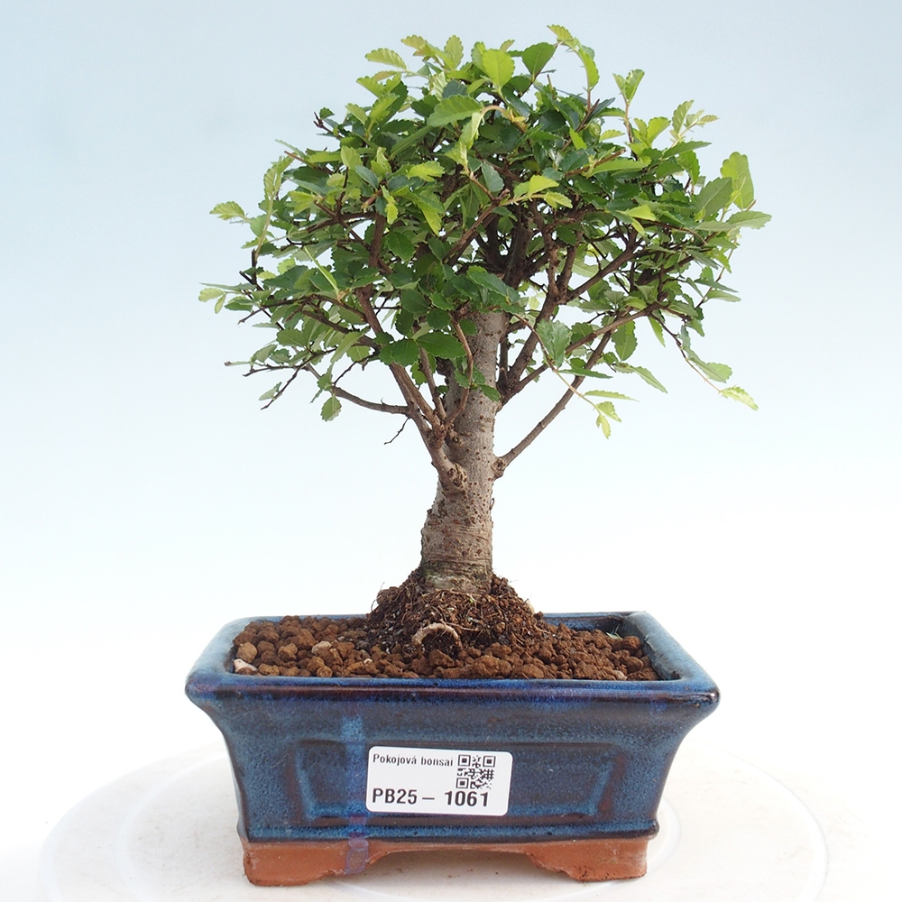 Bonsai wewnętrzne - Ulmus parvifolia - Wiąz drobnolistny