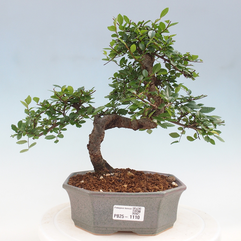 Bonsai wewnętrzne - Ulmus parvifolia - Wiąz drobnolistny