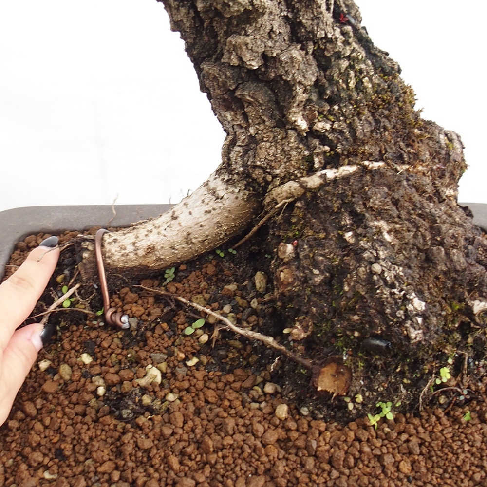 Yamadori - Quercus Ilex - Dąb ostrokrzewowy