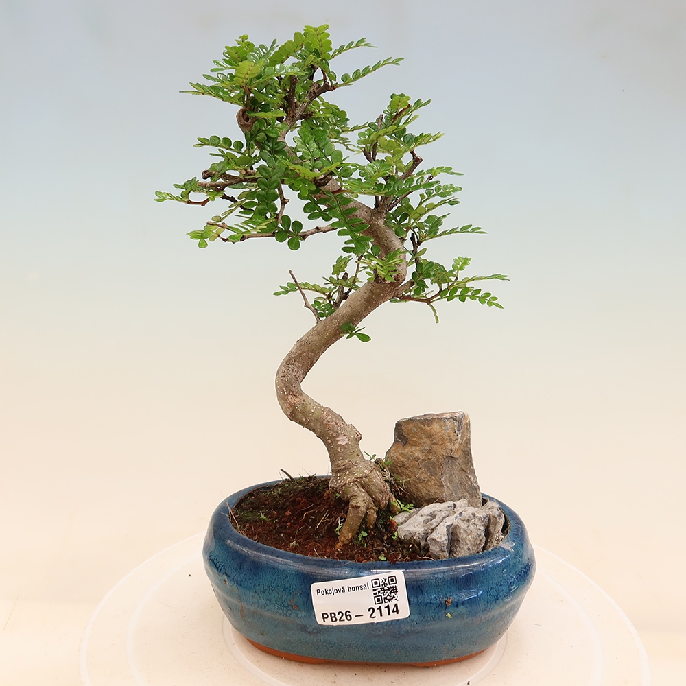 Pokój bonsai - Zantoxylum piperitum - drzewo pieprzowe