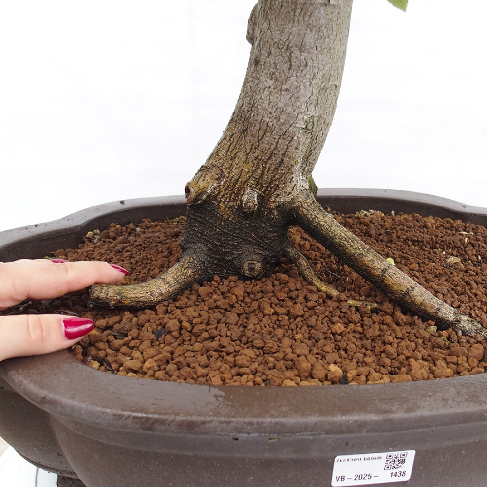 Bonsai zewnętrzne - Grab - Carpinus betulus