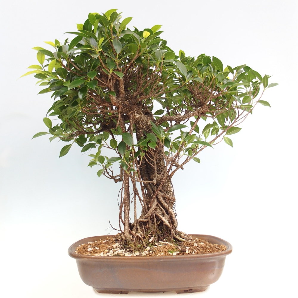 Bonsai pokojowe - Ficus kimmen - figowiec drobnolistny - WYŁĄCZNIE ODBIÓR OSOBISTY lub transport paletowy