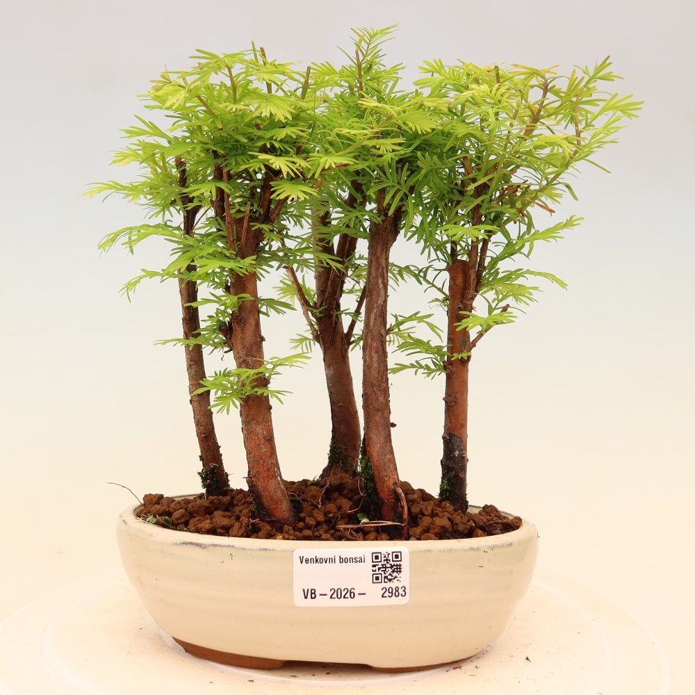 Bonsai ogrodowe – Metasequoia glyptostroboides – metasekwoja chińska – zagajnik