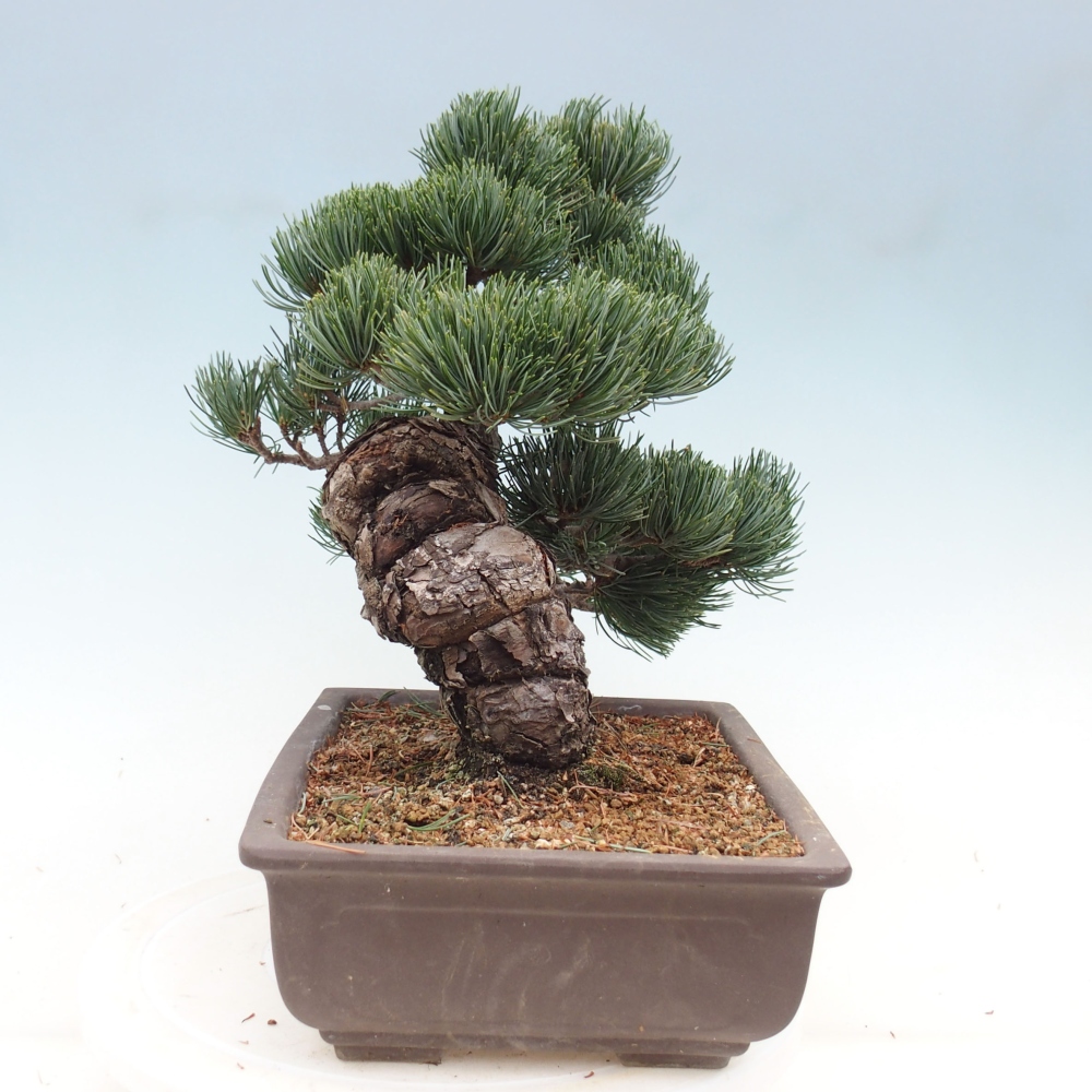 Outdoor bonsai - Pinus parviflora - Mała sosna
