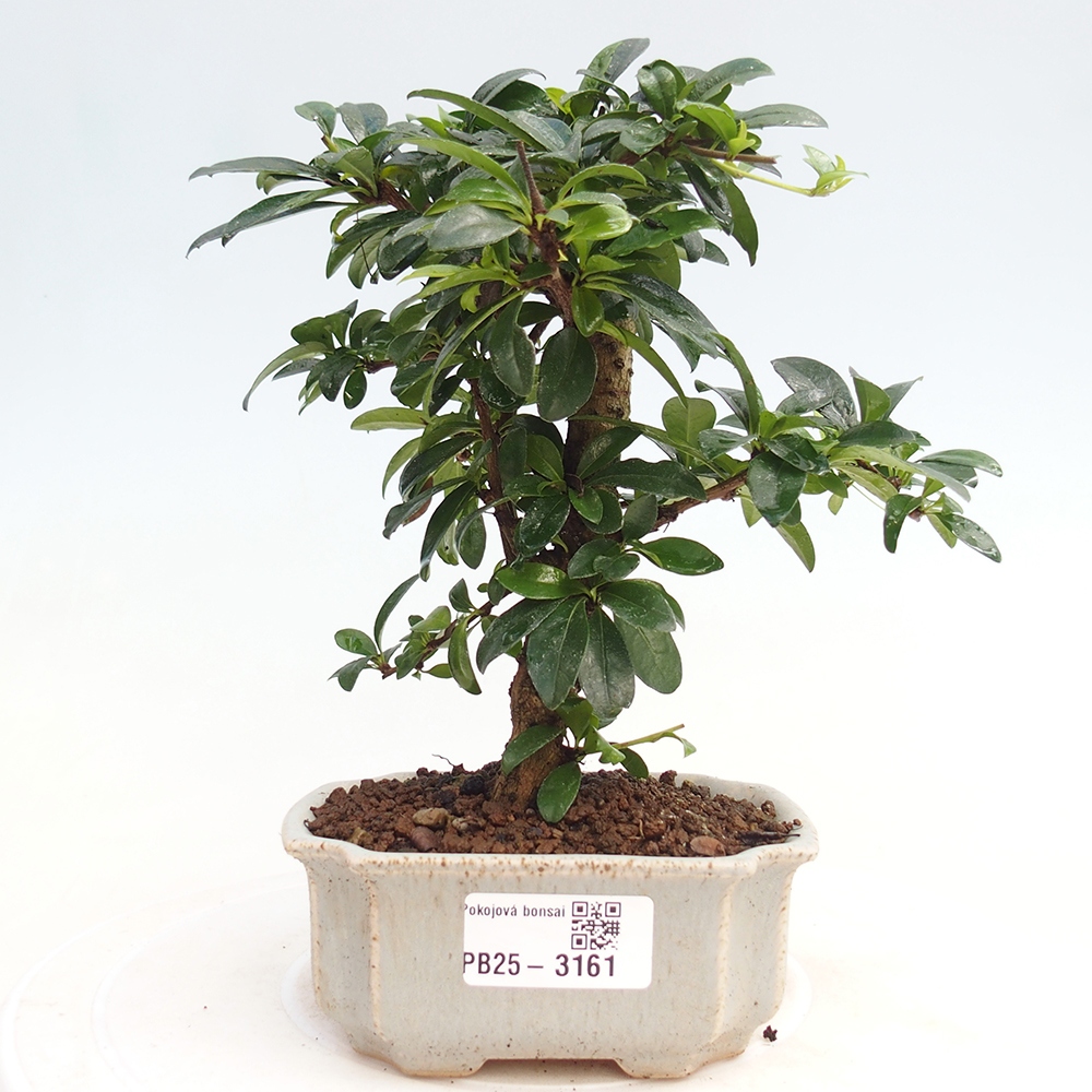 Bonsai wewnętrzne - Carmona makrophylla - Herbata Fuki