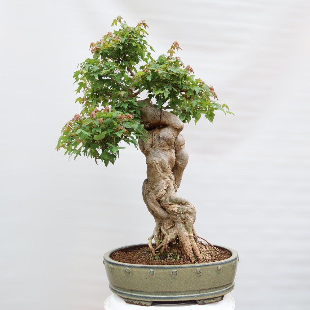 Outdoor bonsai - Klon burgeryjski - Acer burgerianum