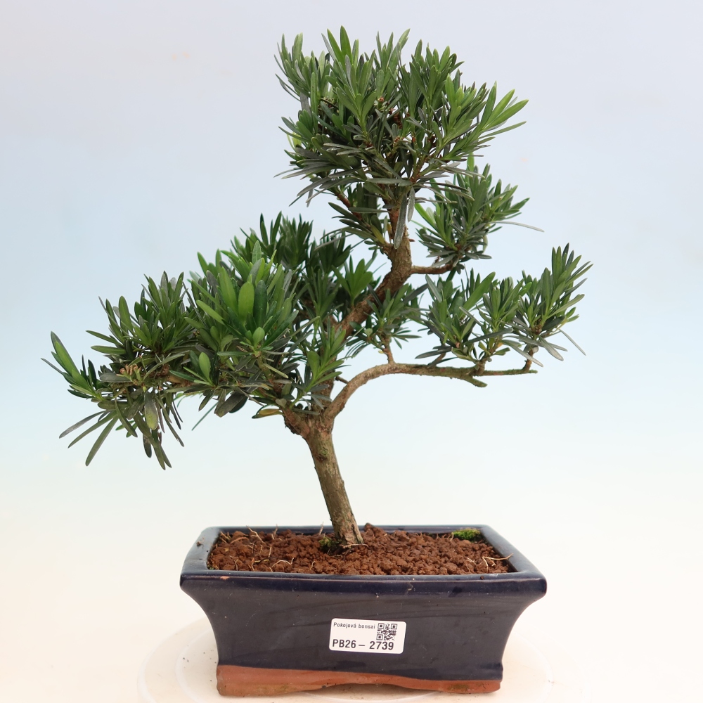 Pokój bonsai - Podocarpus - Kamienny cis