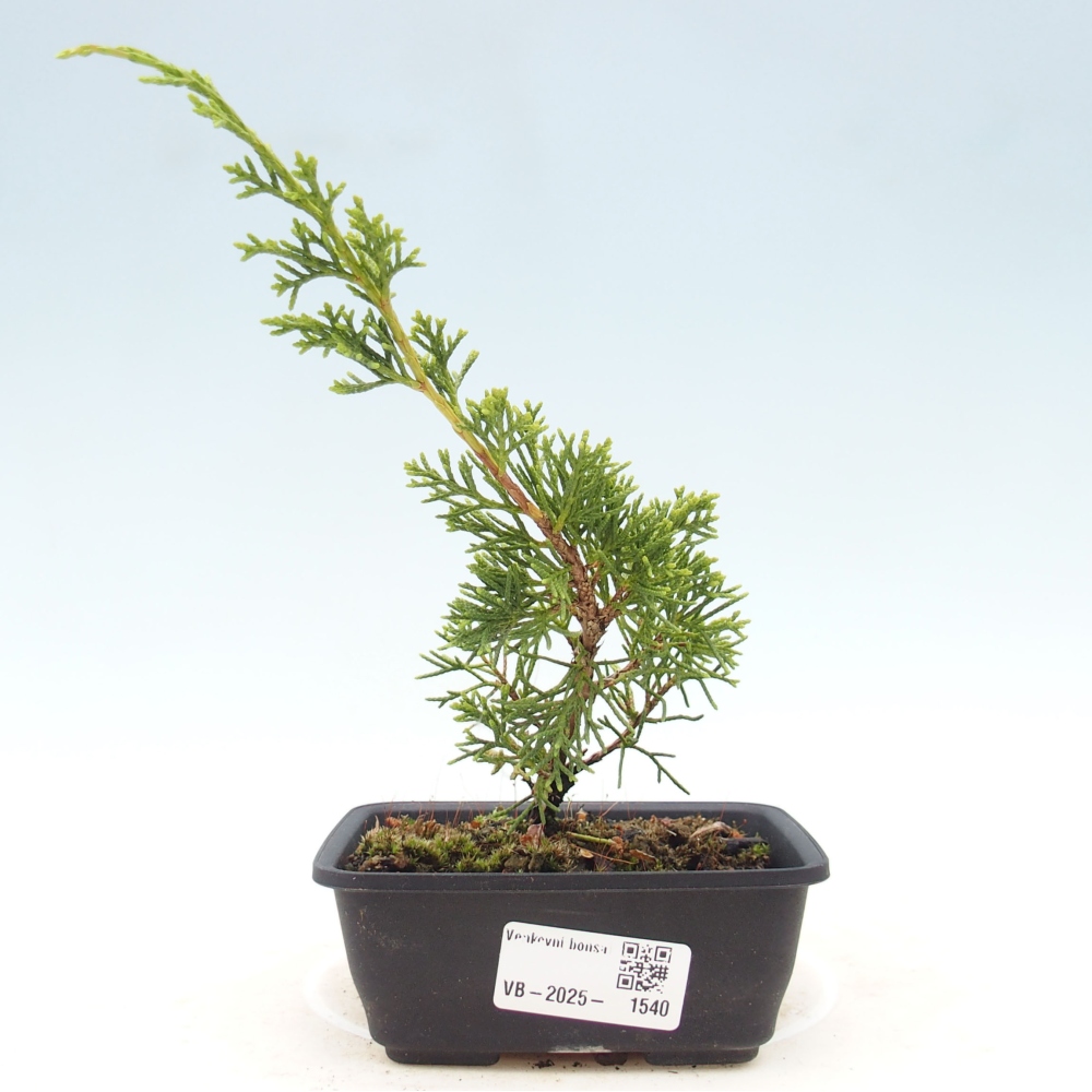 Outdoor bonsai - Juniperus chinensis Itoigawa - Jałowiec chiński