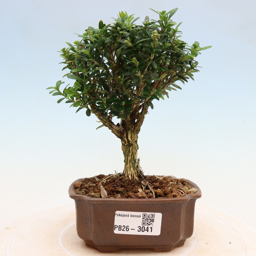 Pokój bonsai - Buxus harlandii - buxus korkowy